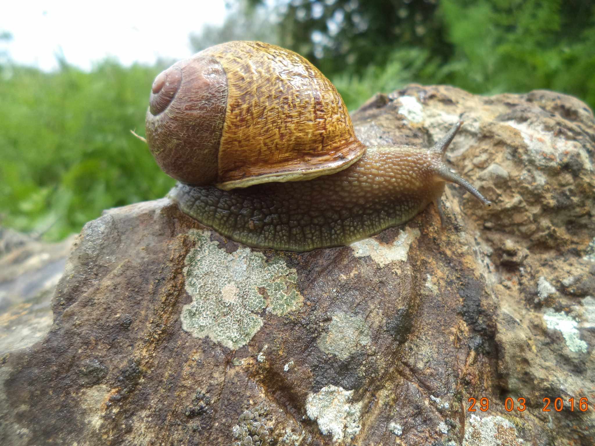 Cornu aspersum