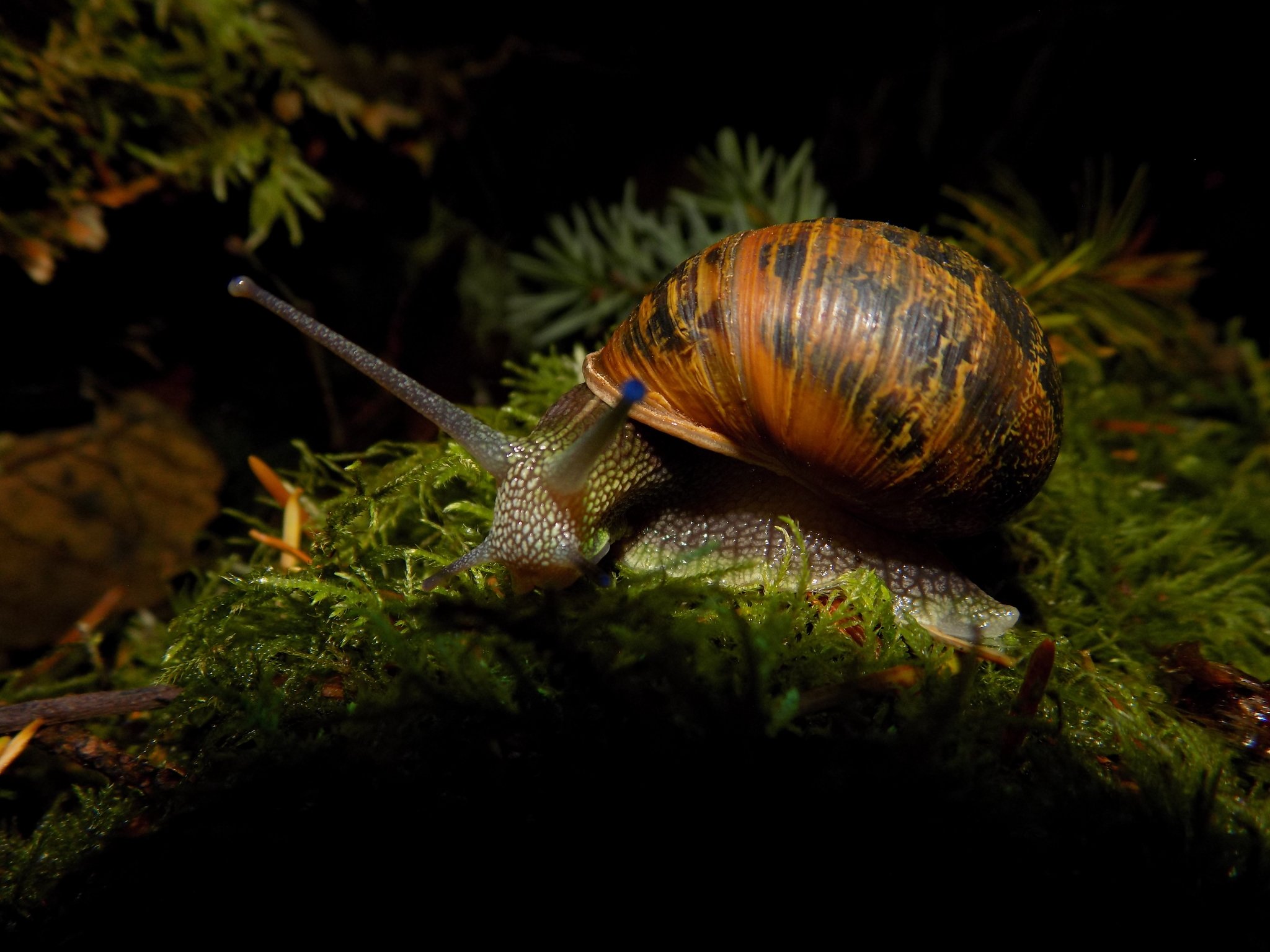 Cornu aspersum