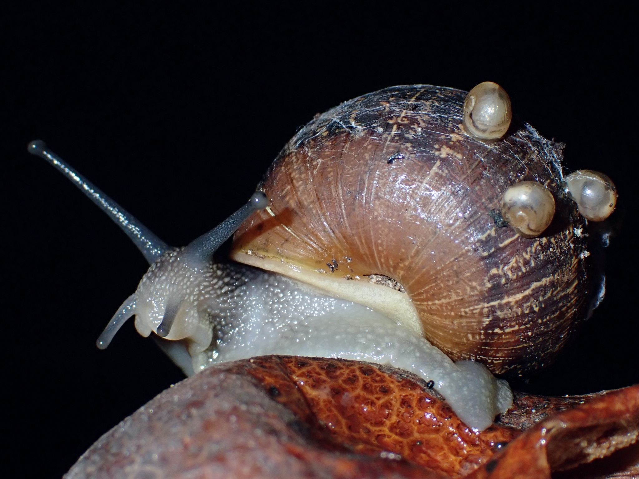Cornu aspersum