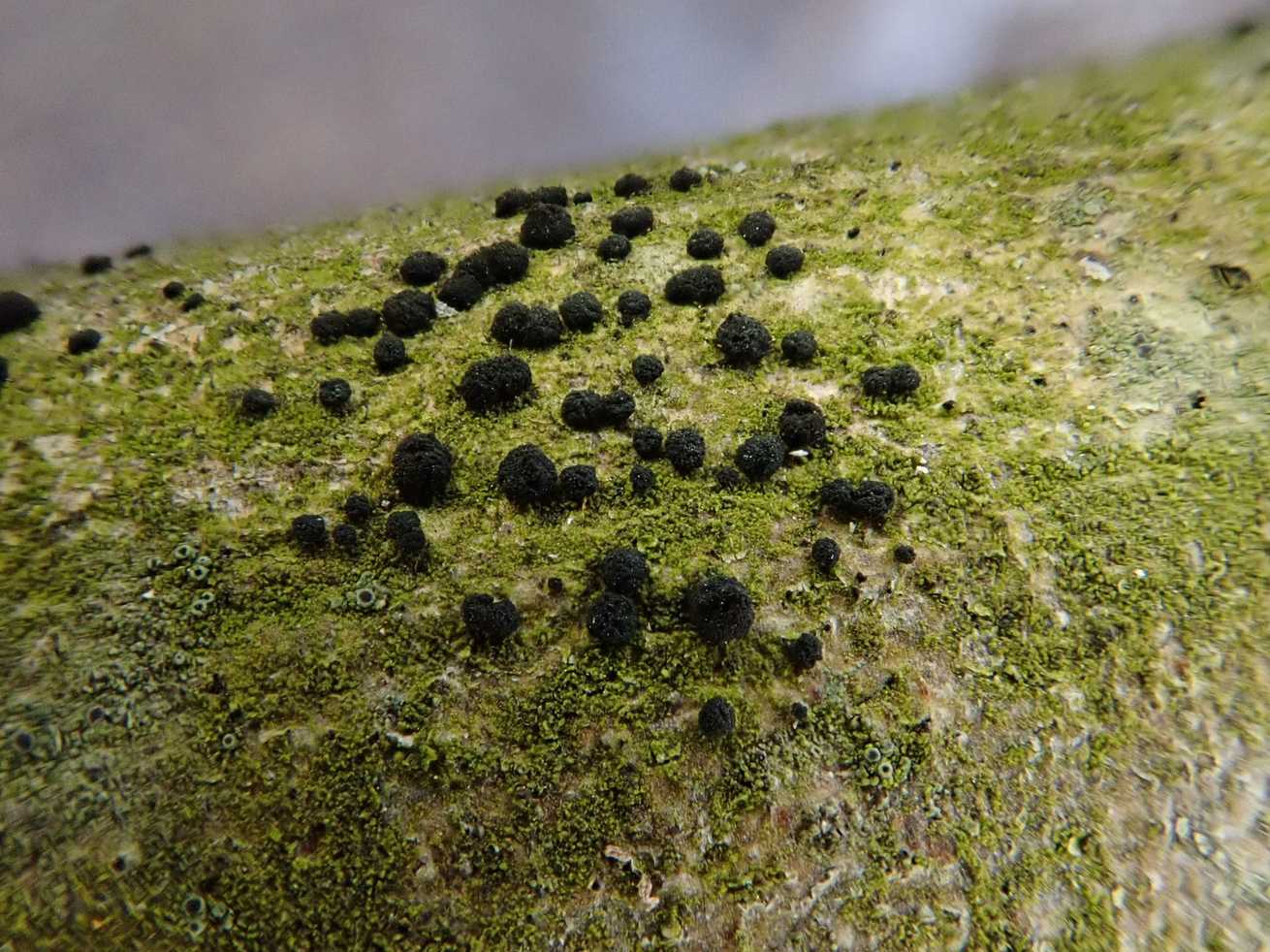 Trimmatostroma