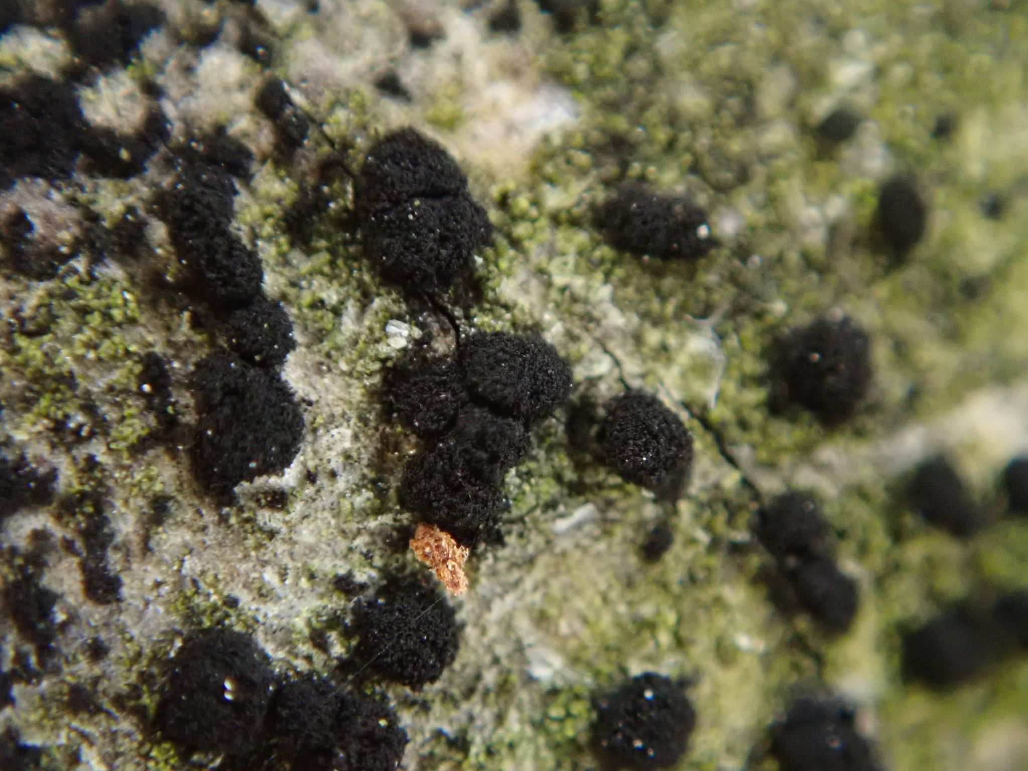 Trimmatostroma