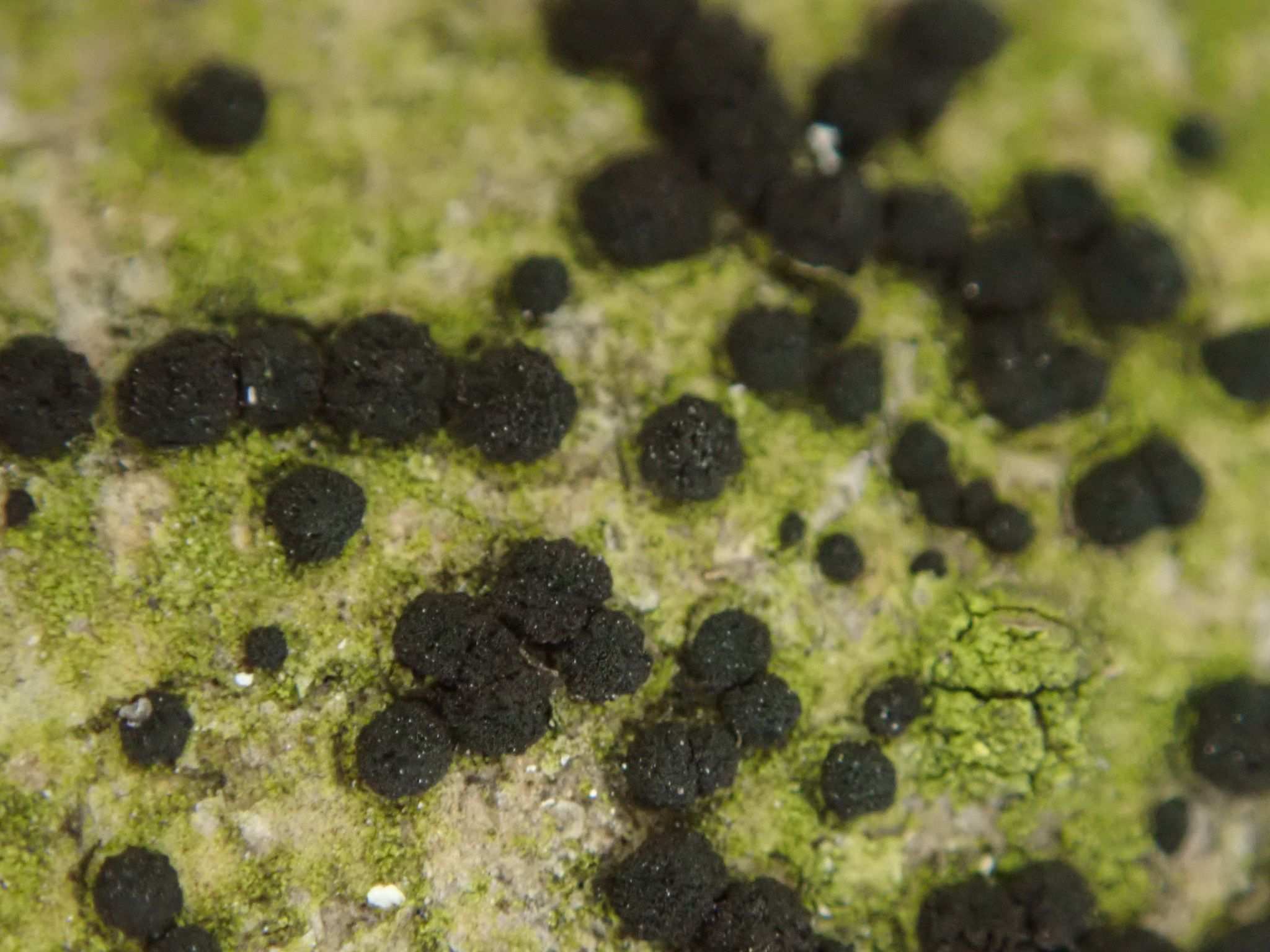 Trimmatostroma
