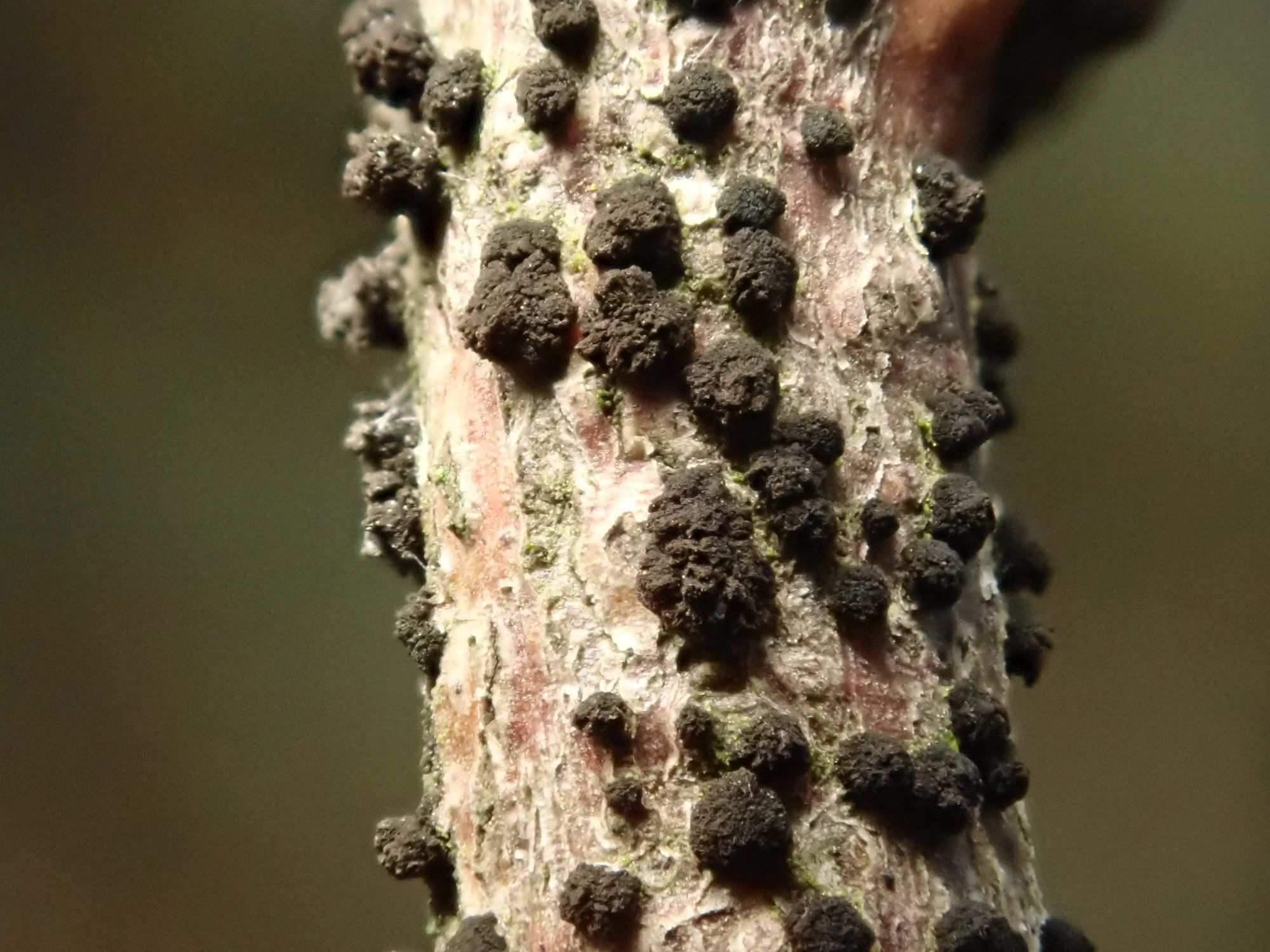 Trimmatostroma
