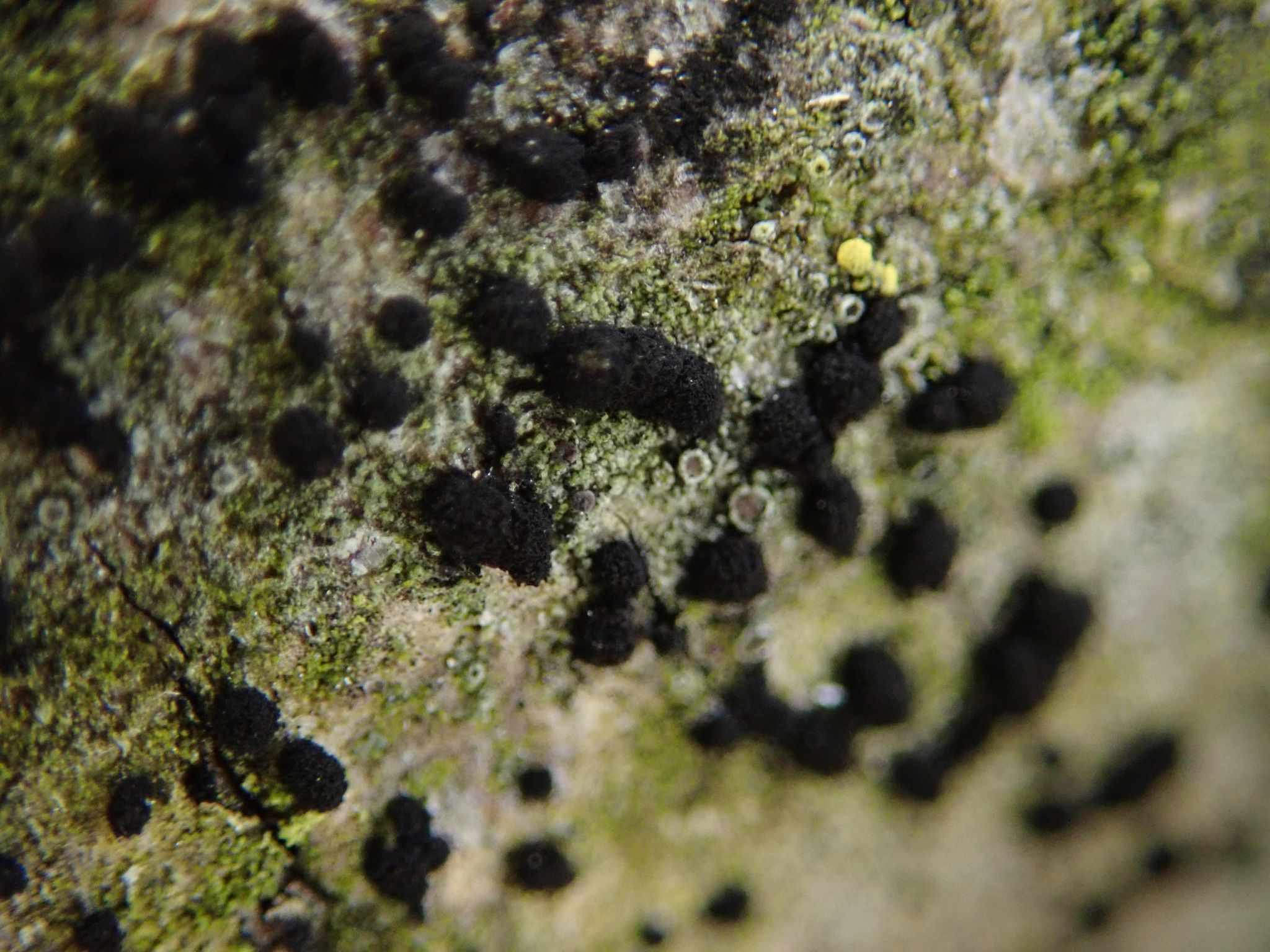 Trimmatostroma