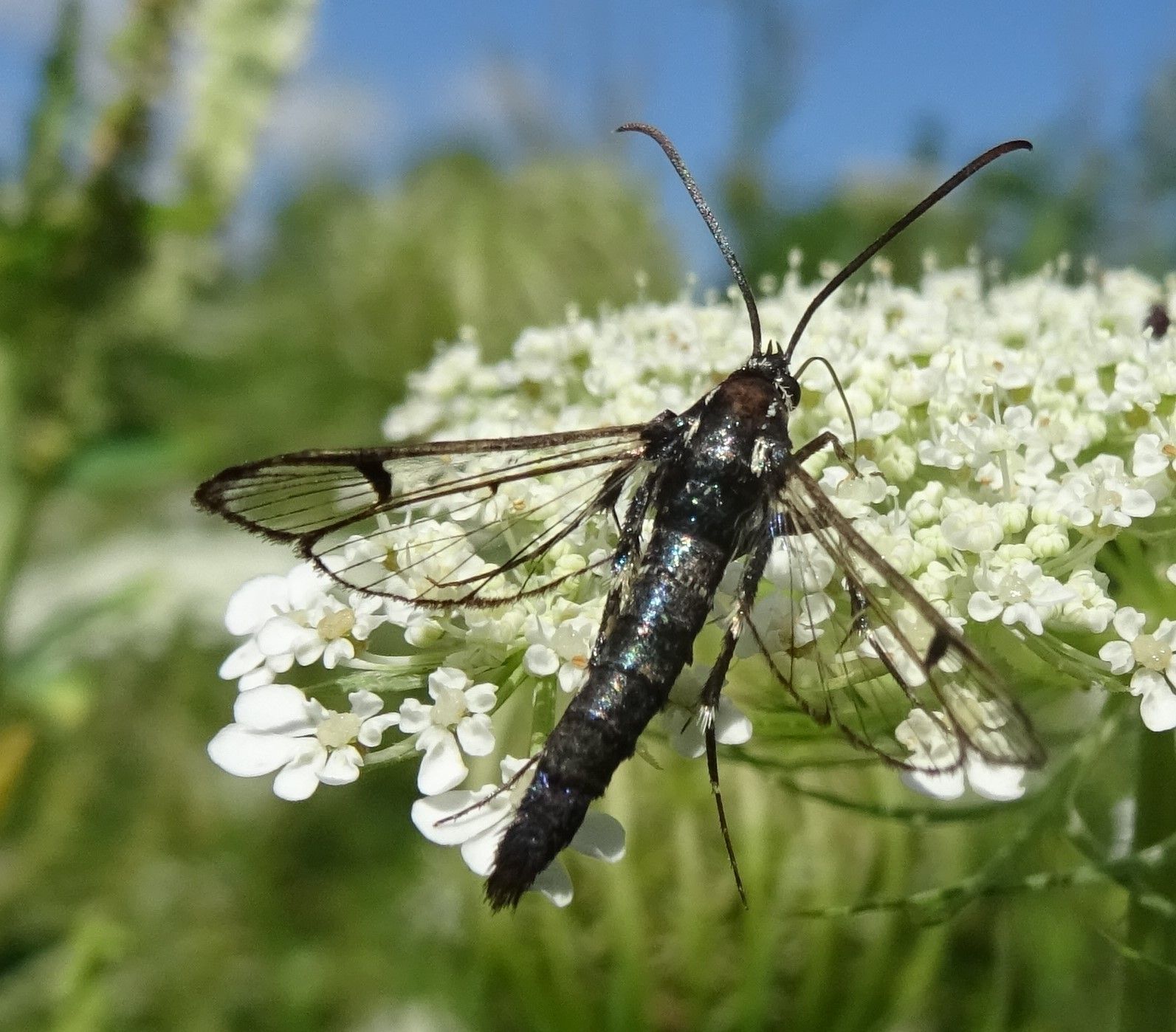 Synanthedon pictipes
