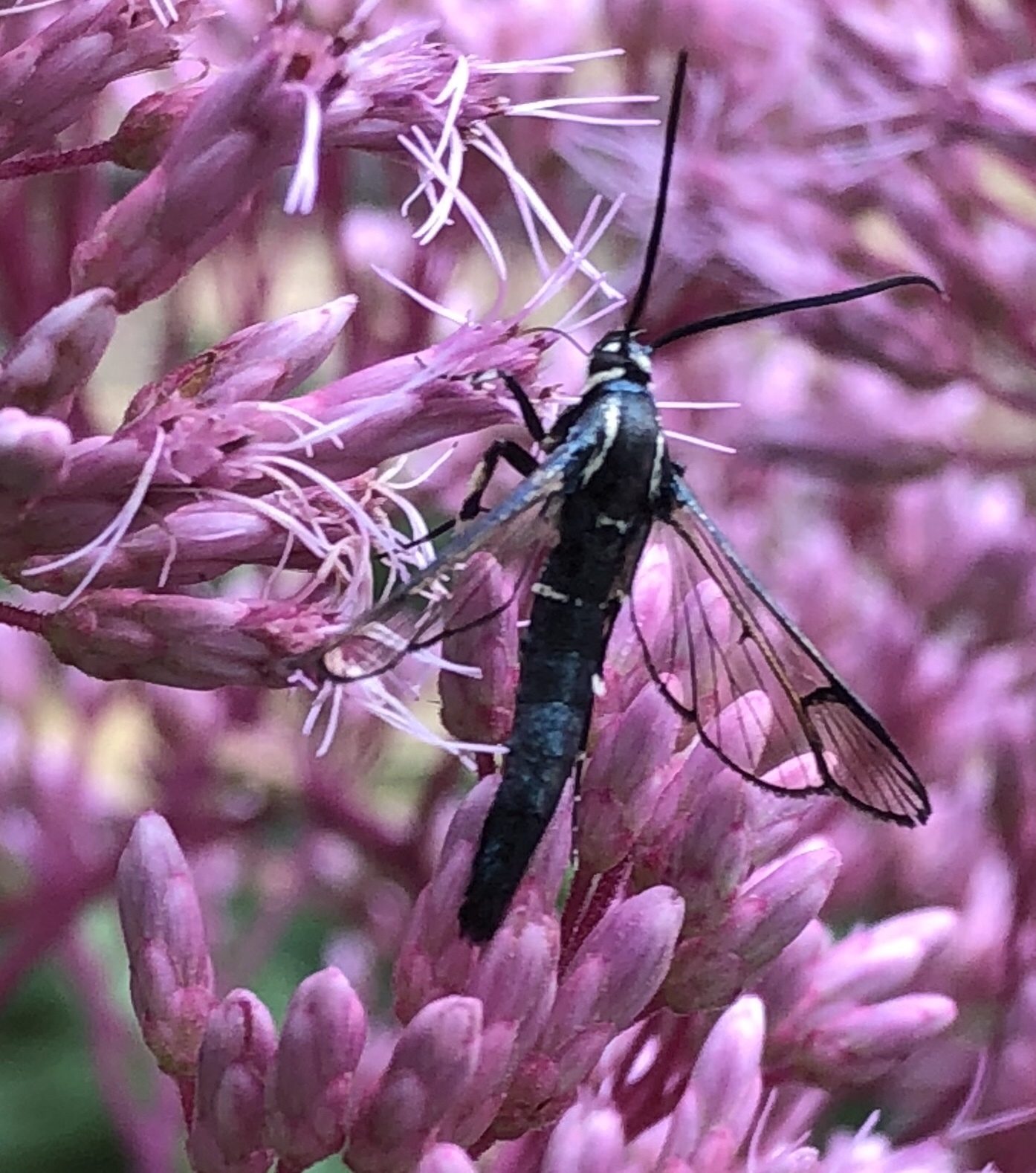 Synanthedon pictipes