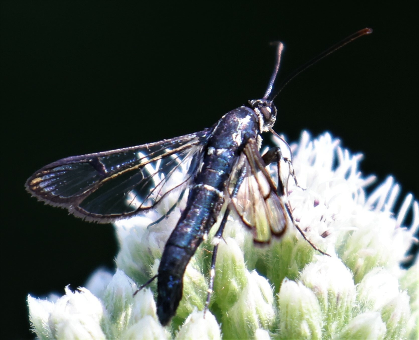 Synanthedon pictipes