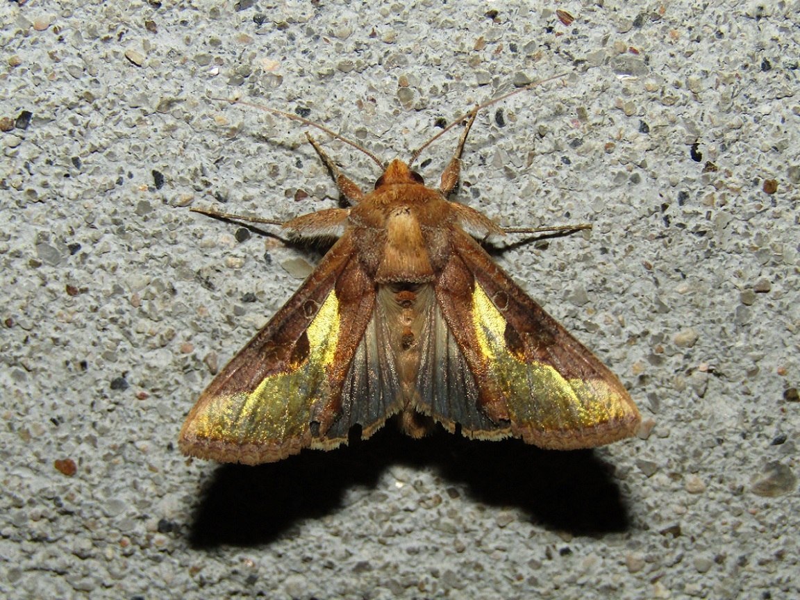 Thysanoplusia orichalcea