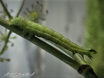 Thysanoplusia orichalcea