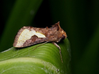 Thysanoplusia orichalcea