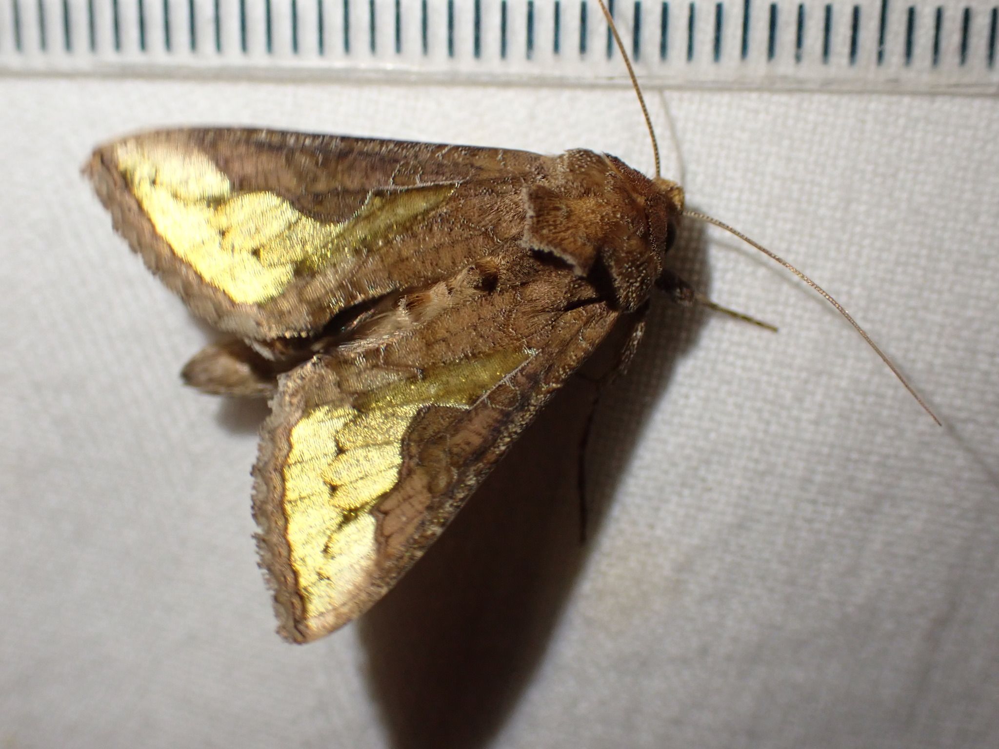 Thysanoplusia orichalcea