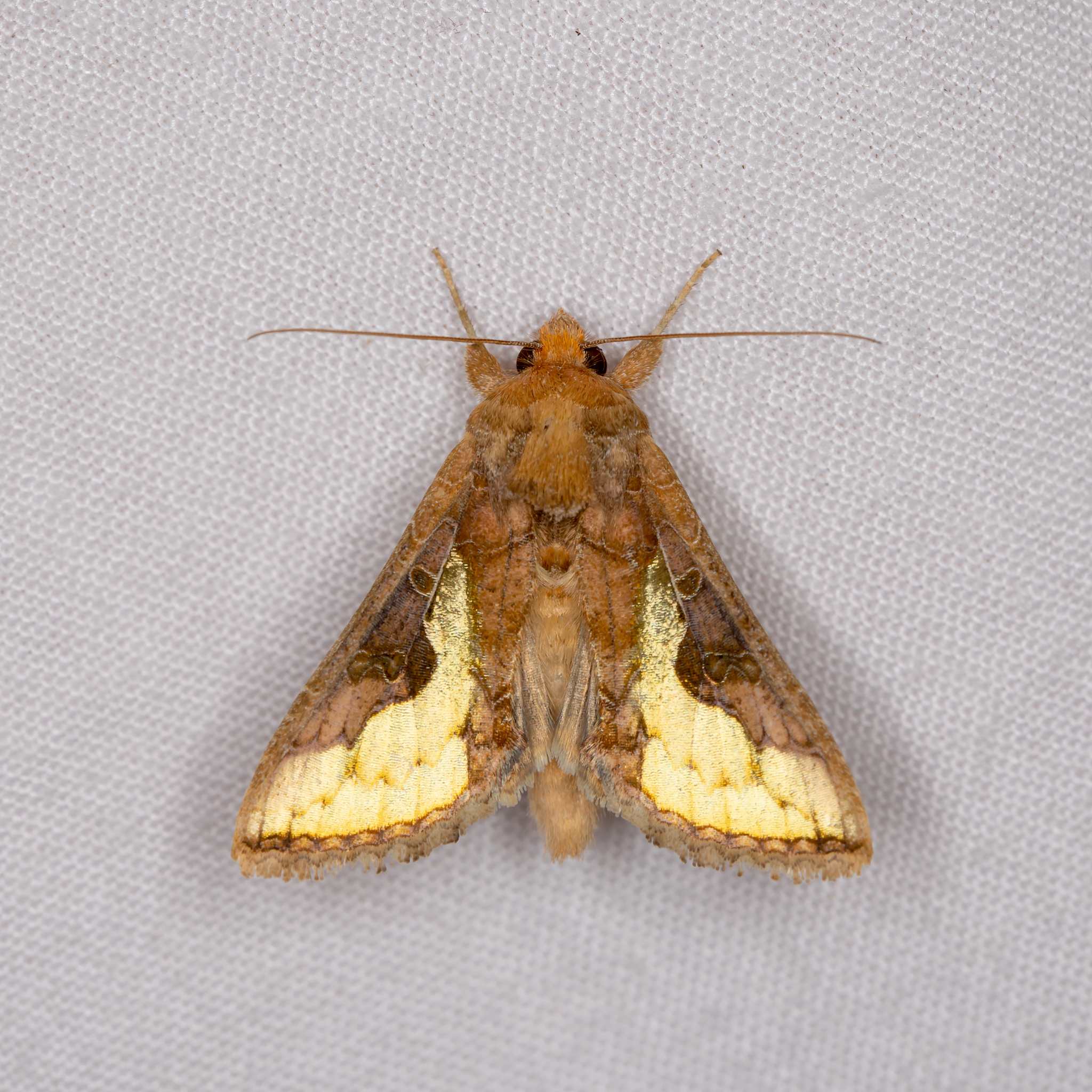 Thysanoplusia orichalcea