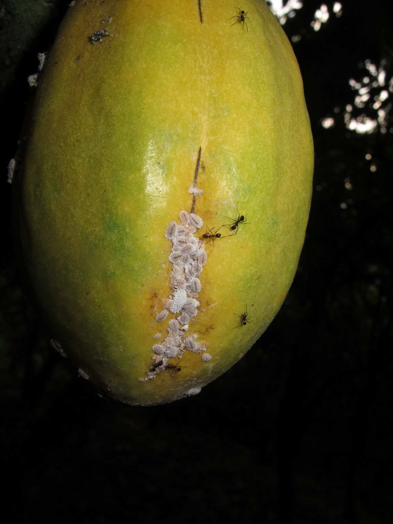 Planococcus lilacinus