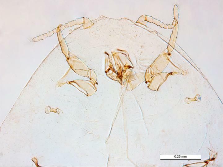 Planococcus lilacinus