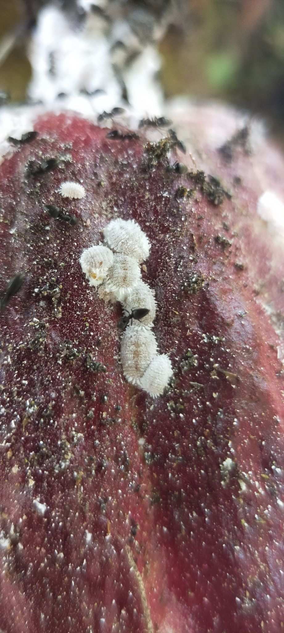 Planococcus lilacinus