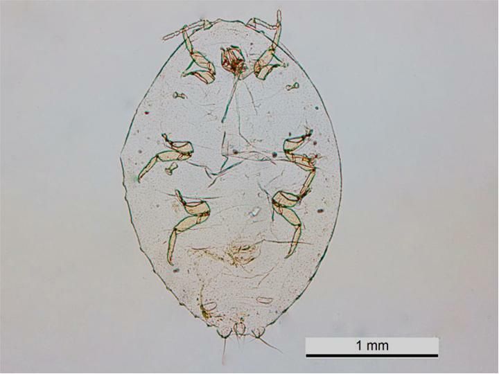 Planococcus lilacinus