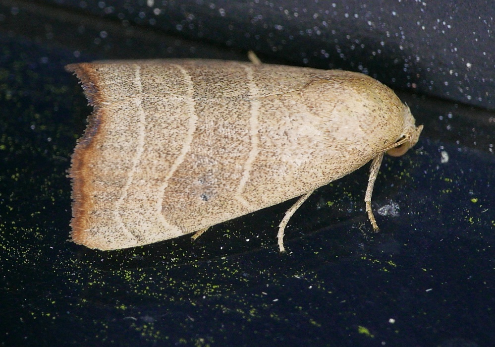 Bagisara