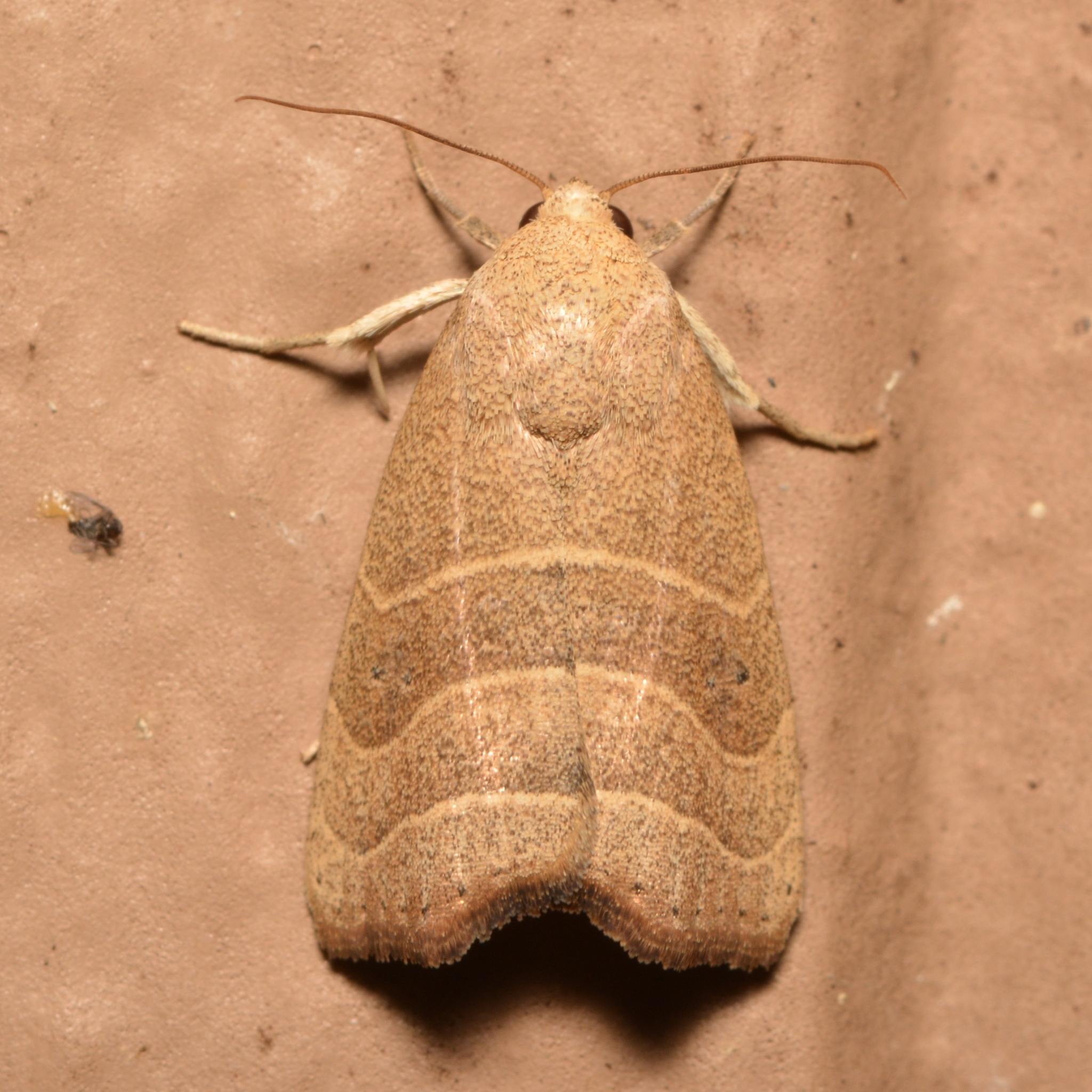 Bagisara
