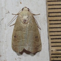 Bagisara