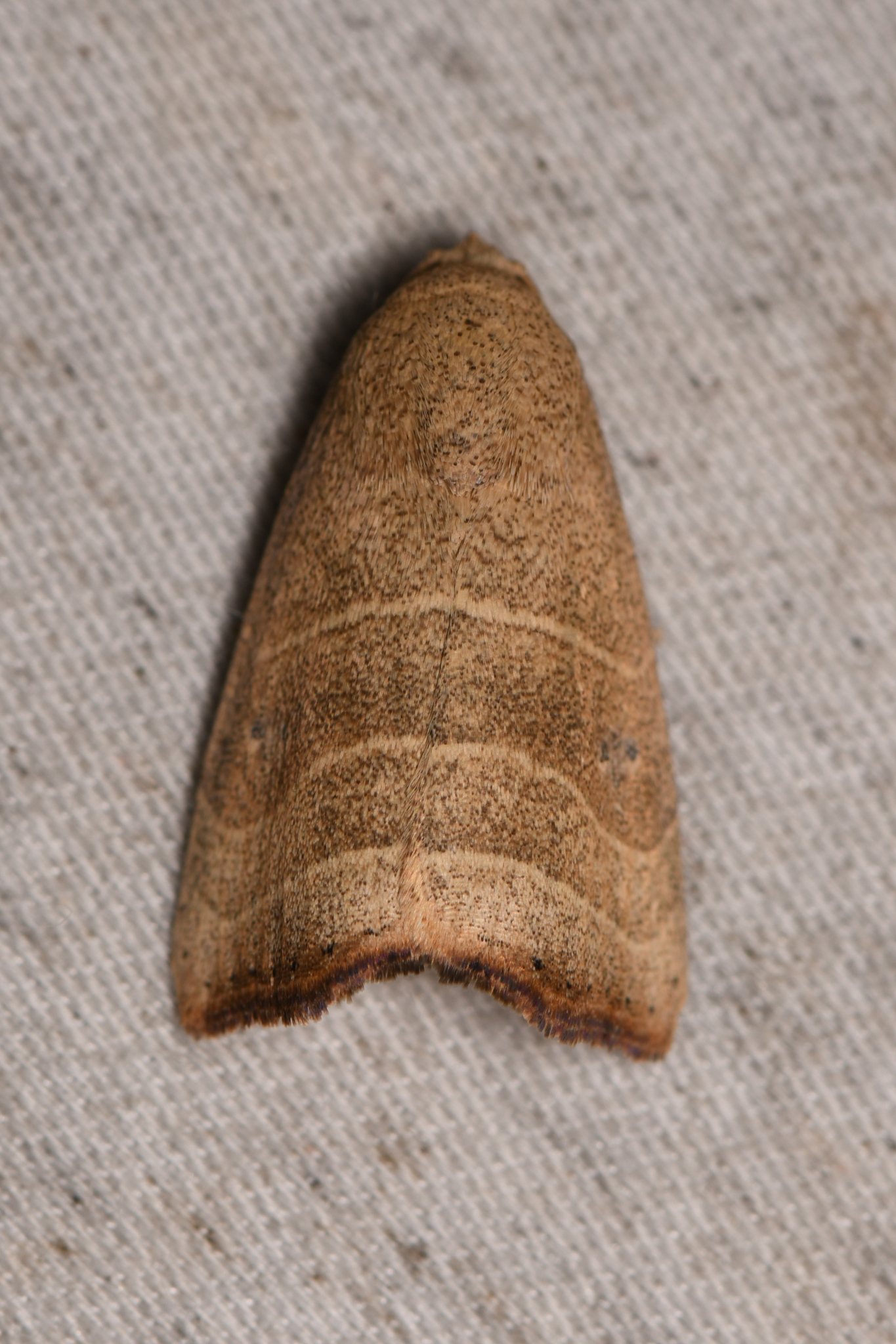 Bagisara