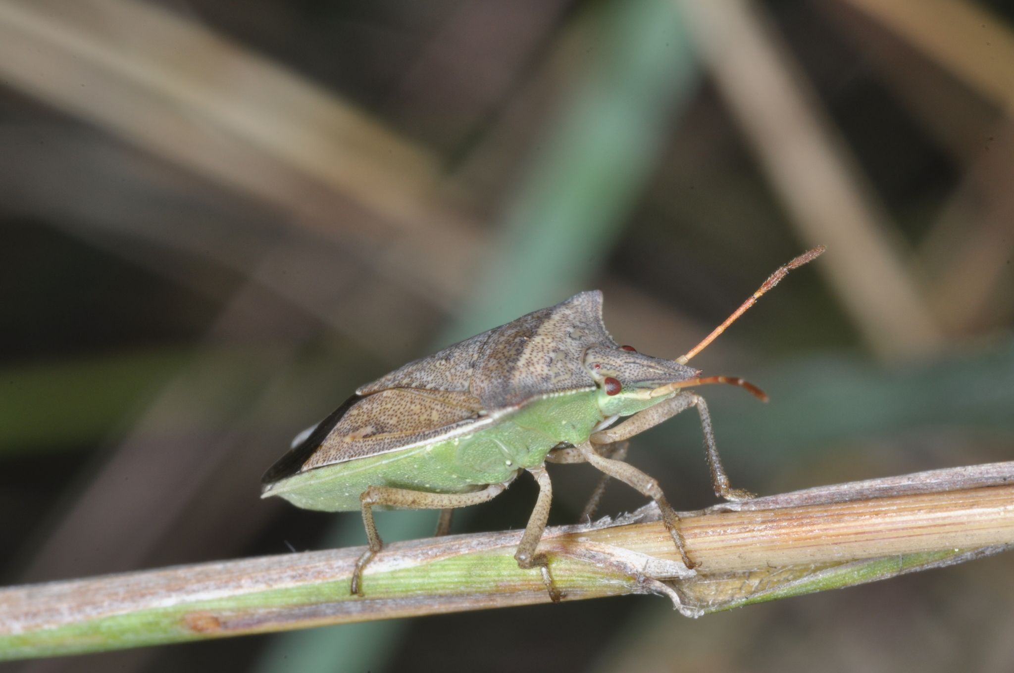 Dichelops furcatus