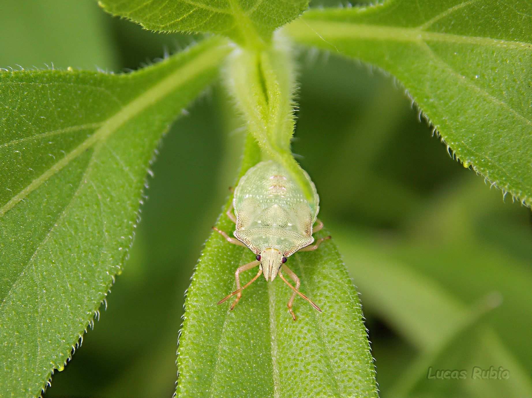 Dichelops furcatus