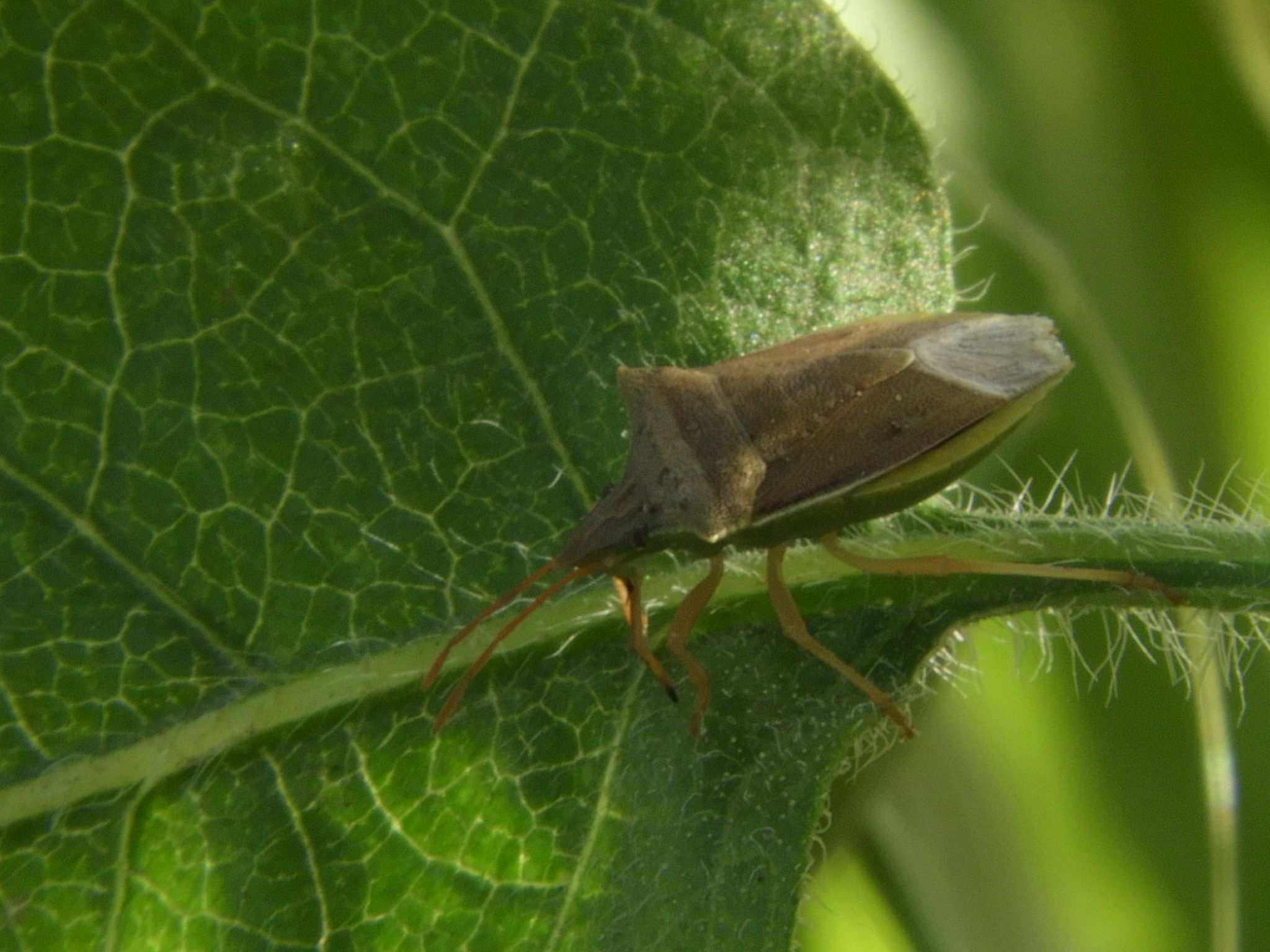Dichelops furcatus