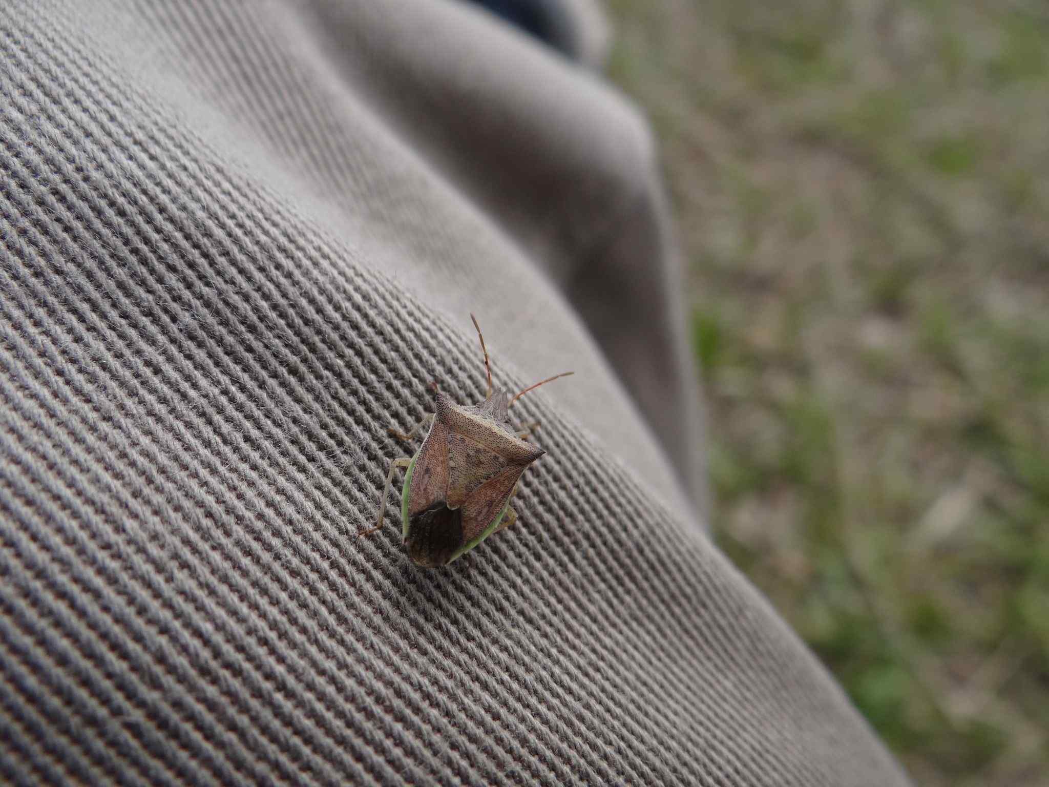 Dichelops furcatus