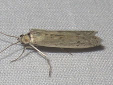Homoeosoma