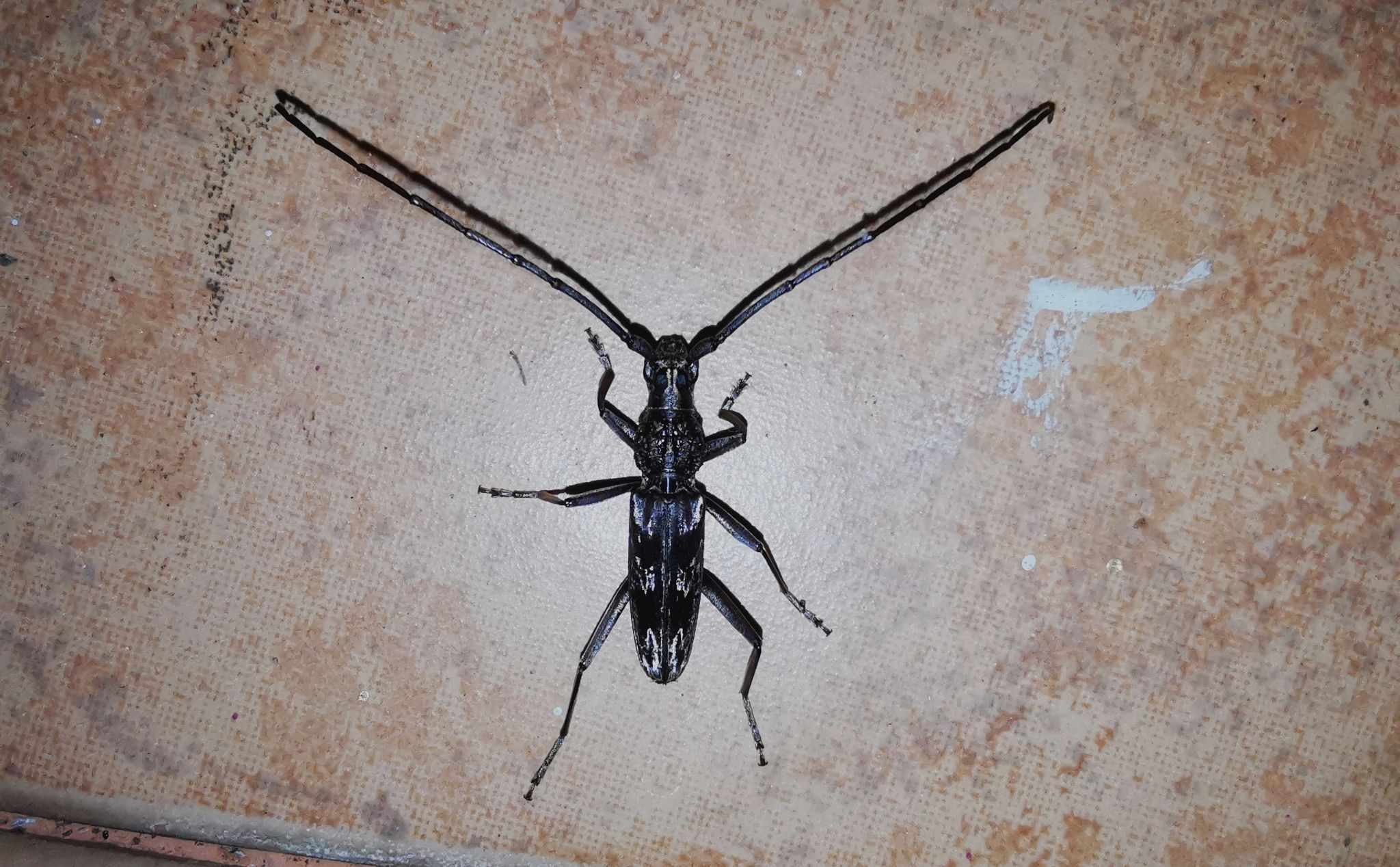 Dialeges pauper
