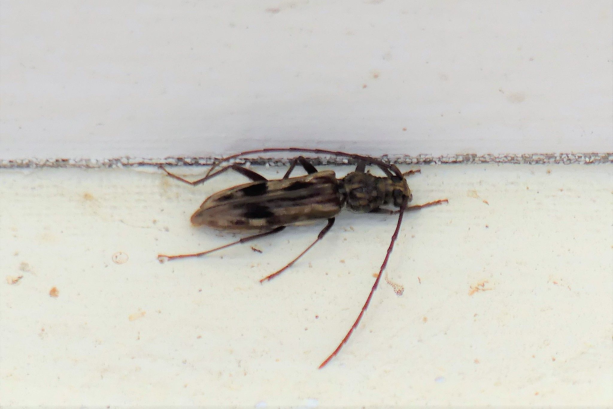 Dialeges pauper