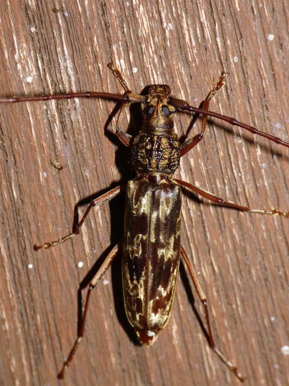 Dialeges pauper