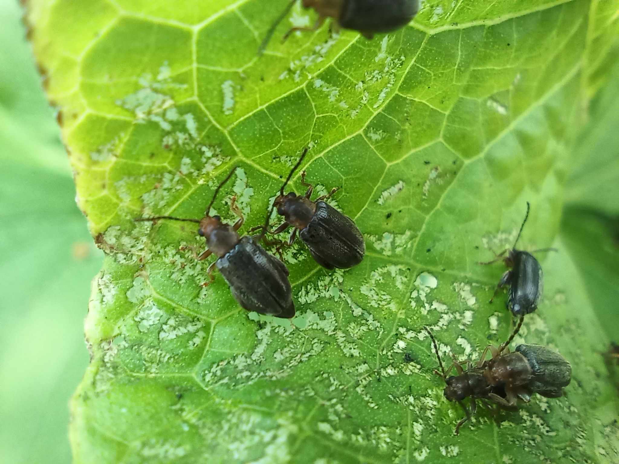 Hypolampsis