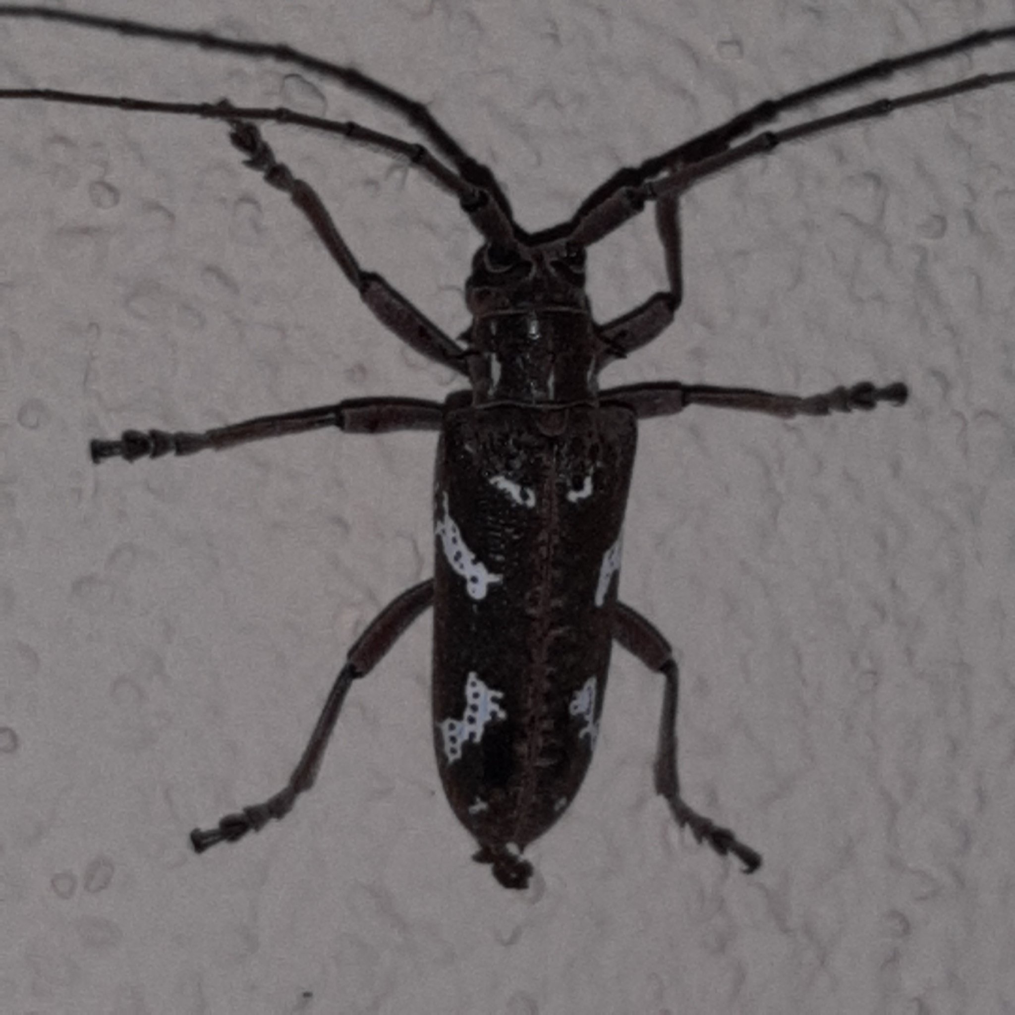 Plagiohammus spinipennis
