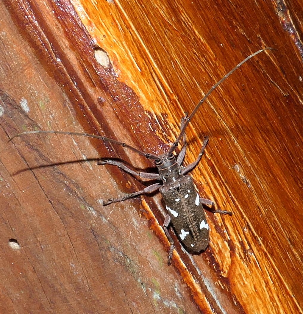 Plagiohammus spinipennis