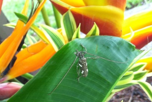 Plagiohammus spinipennis