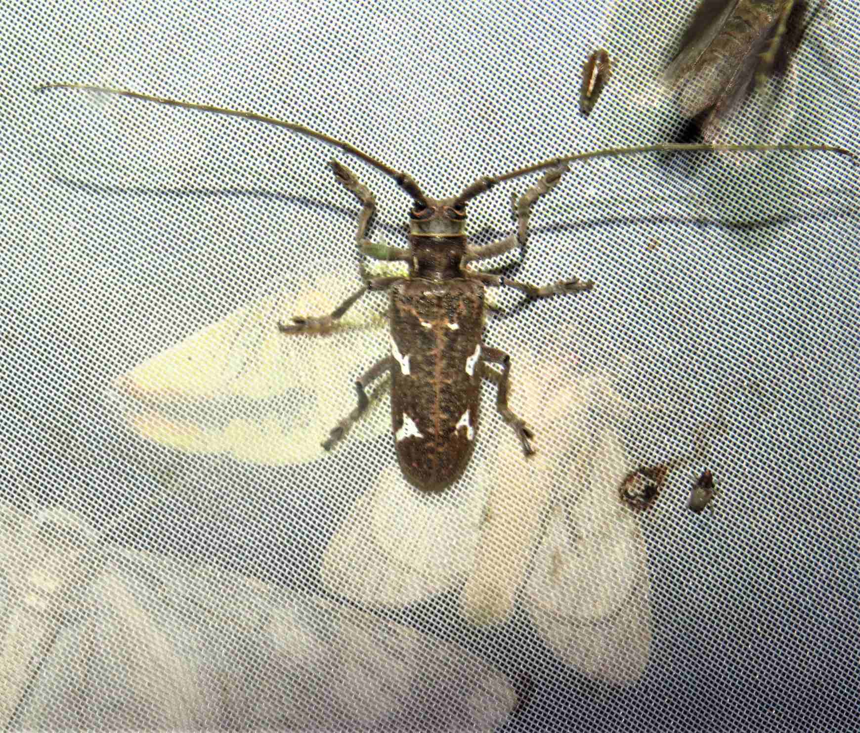 Plagiohammus spinipennis