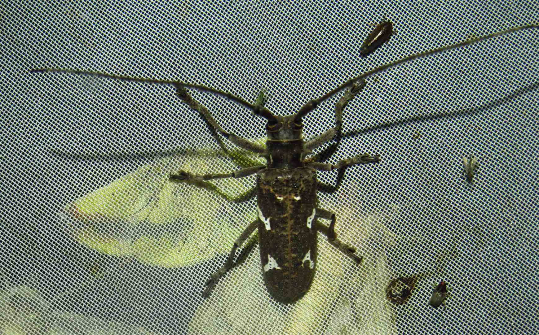 Plagiohammus spinipennis