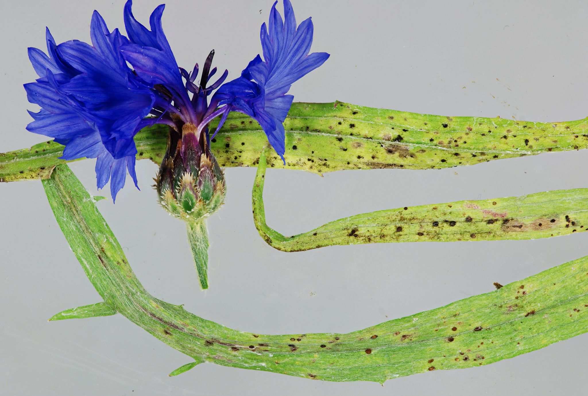 Puccinia cyani