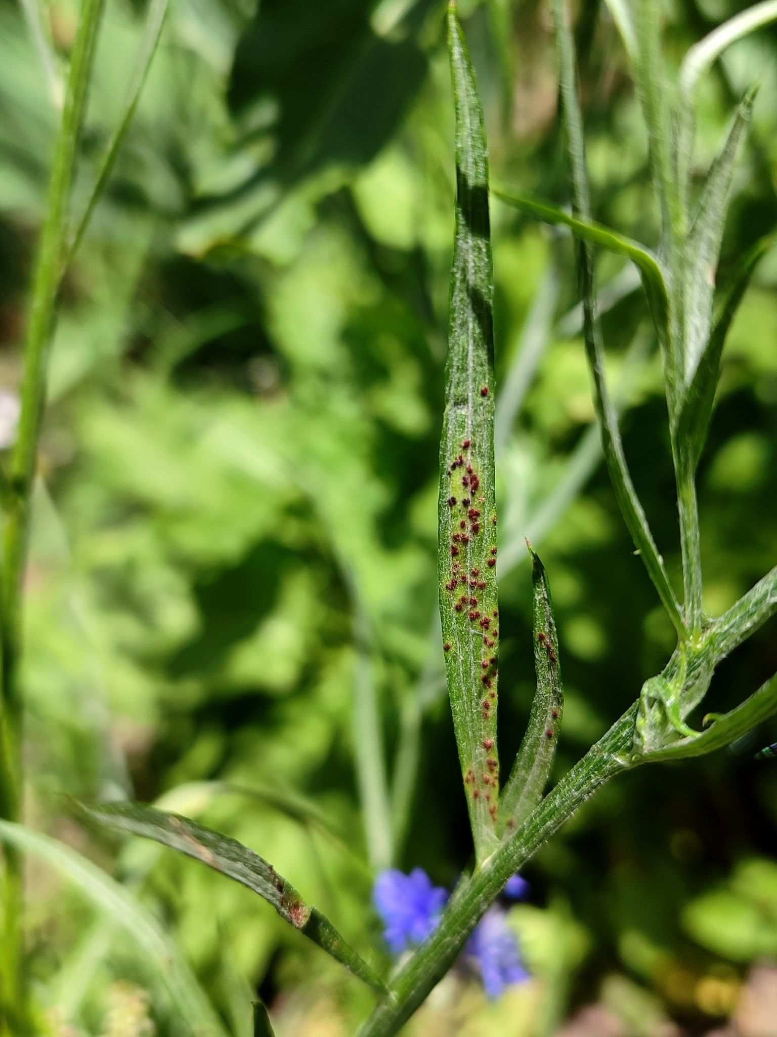 Puccinia cyani