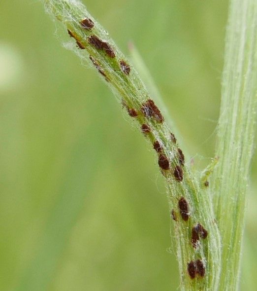 Puccinia cyani
