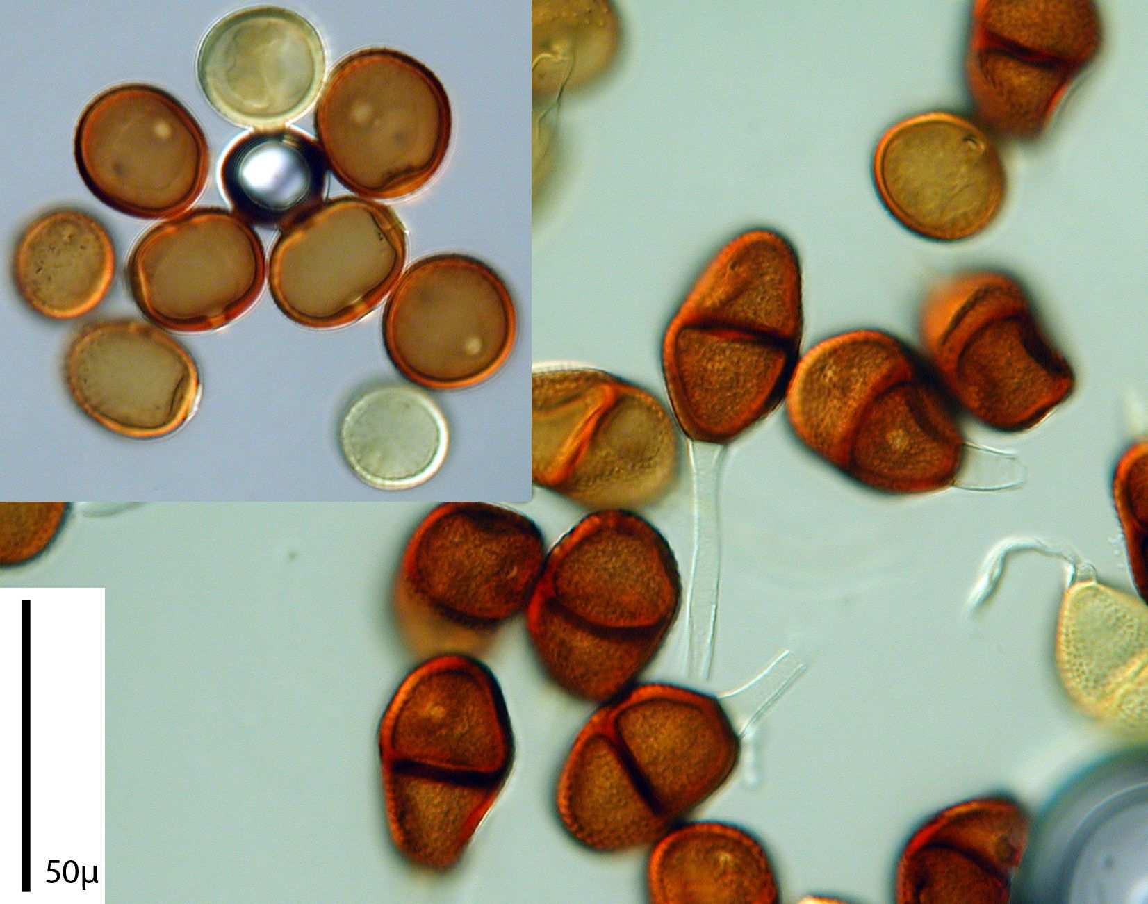 Puccinia cyani