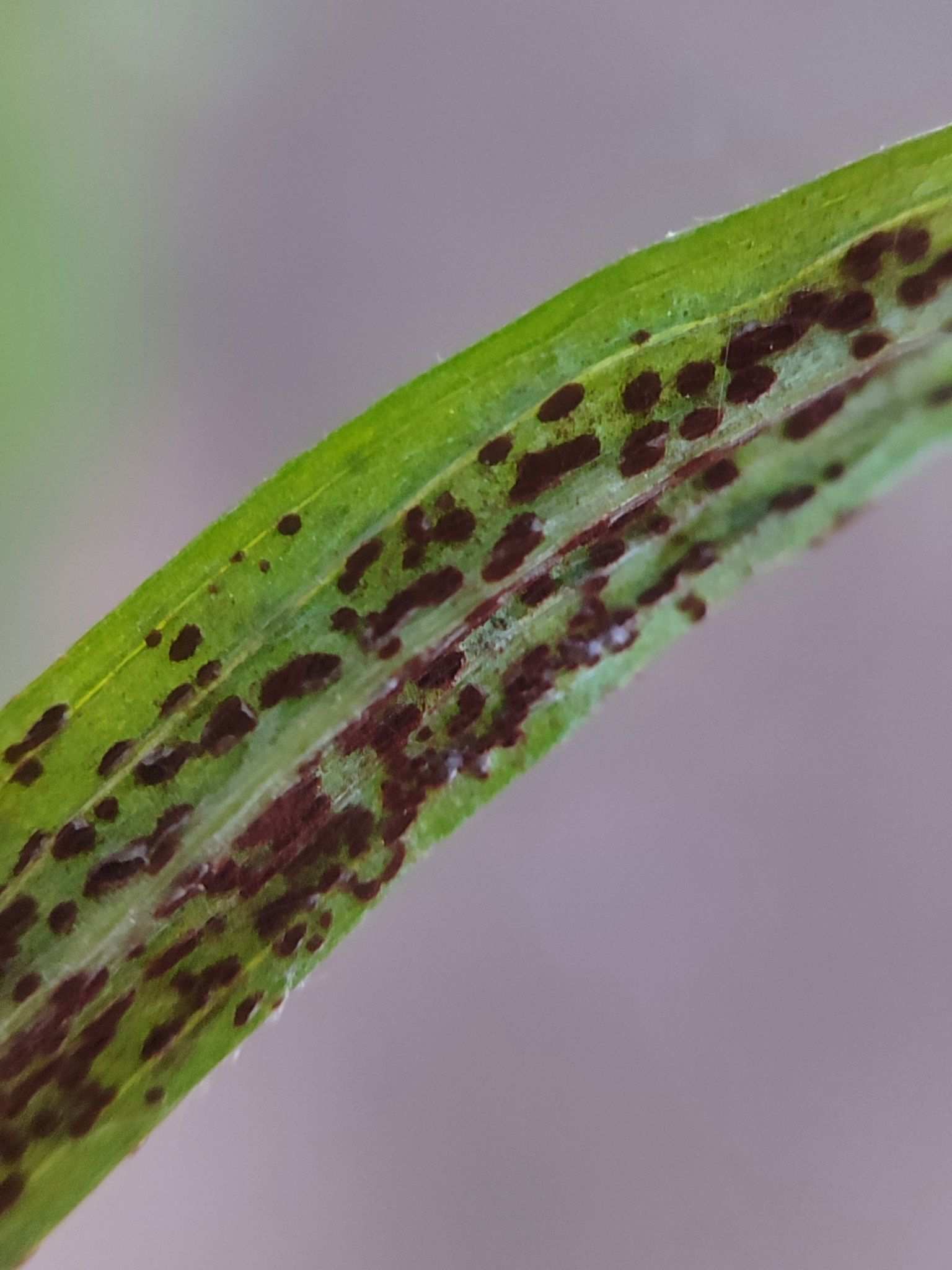 Puccinia cyani