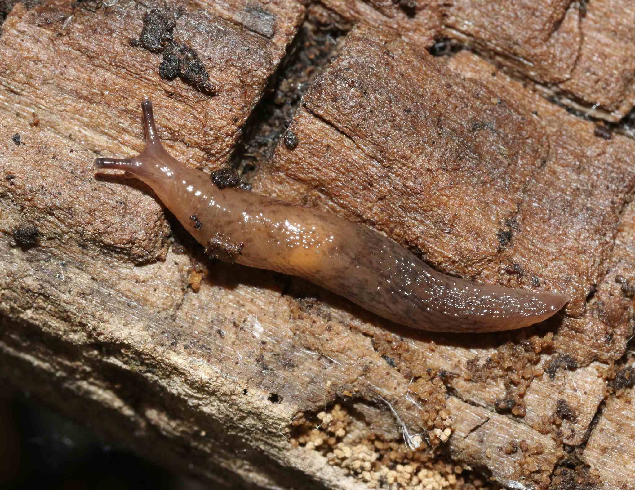 Deroceras invadens