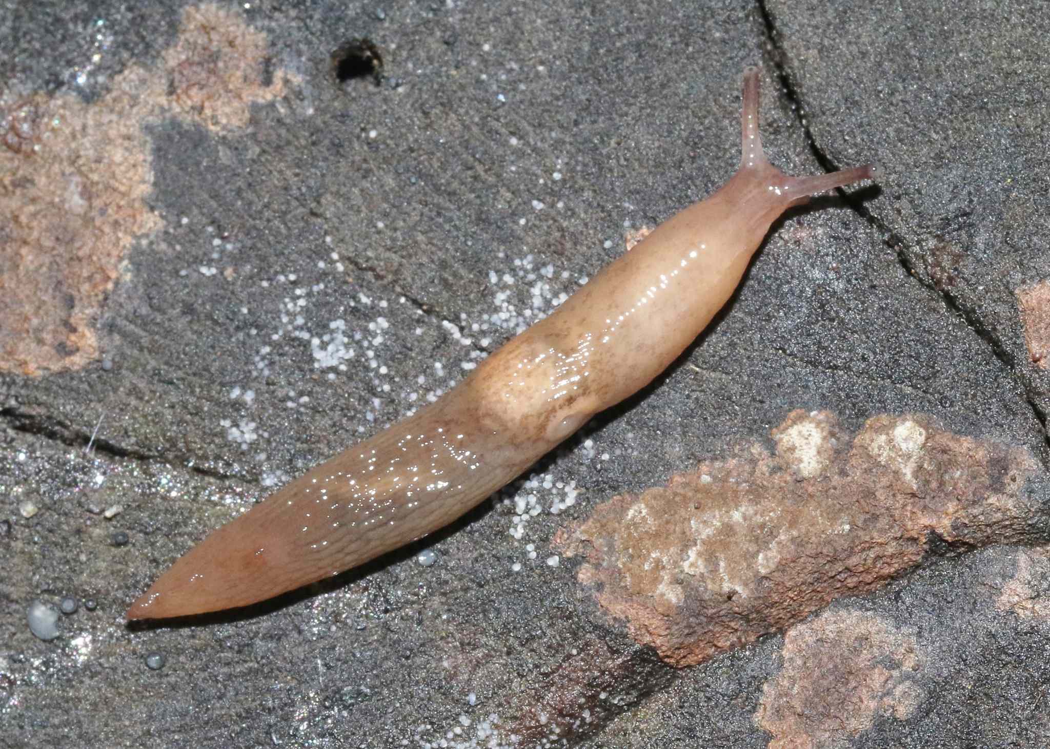 Deroceras invadens