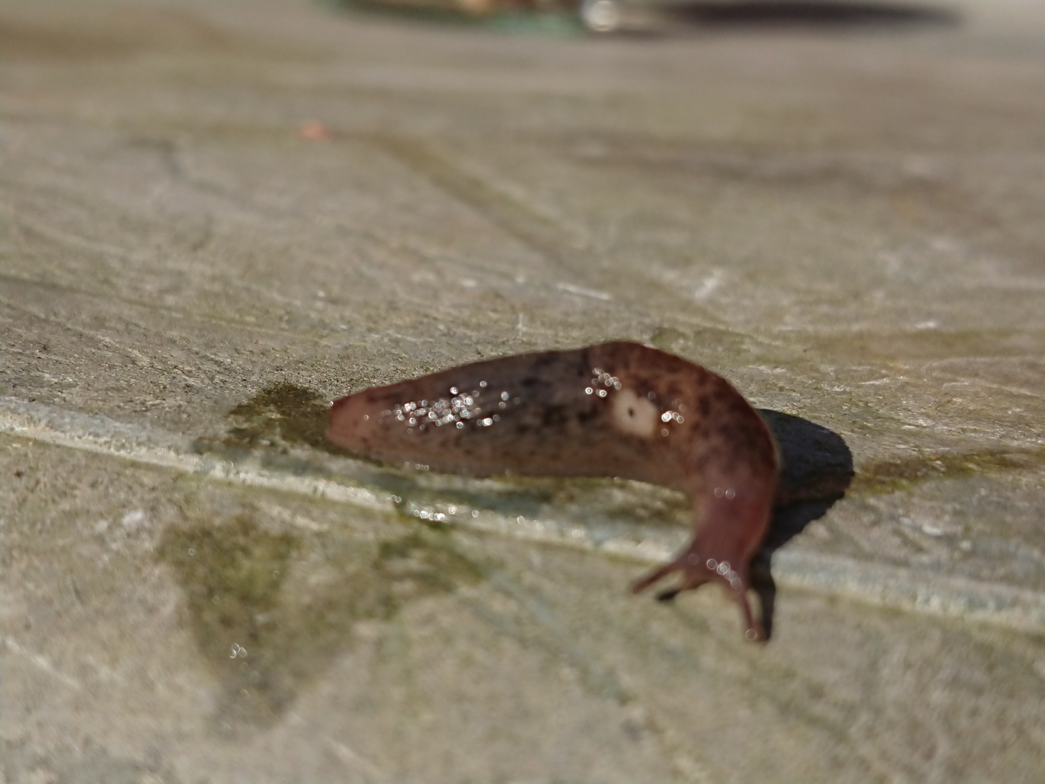 Deroceras invadens