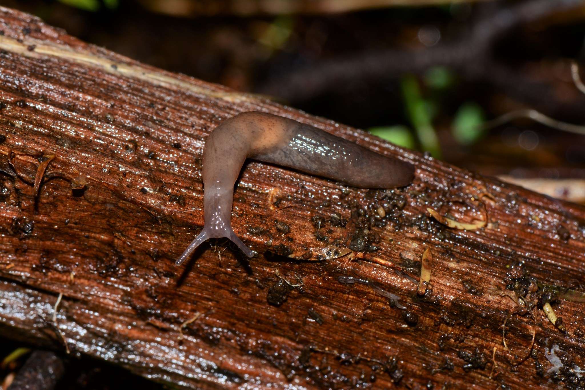 Deroceras invadens