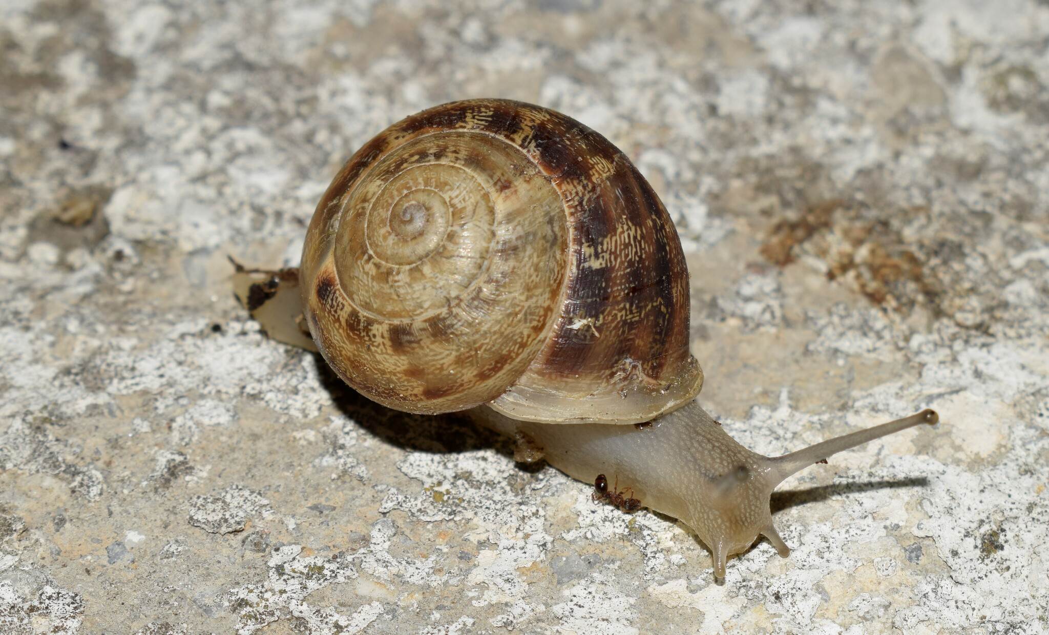 Eobania vermiculata