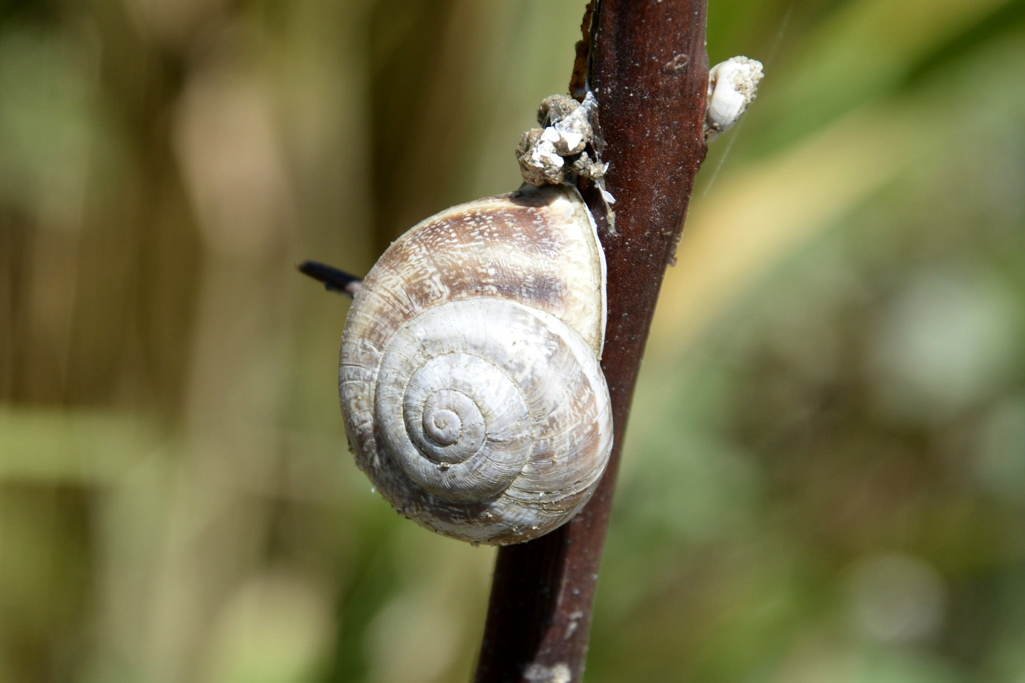 Eobania vermiculata