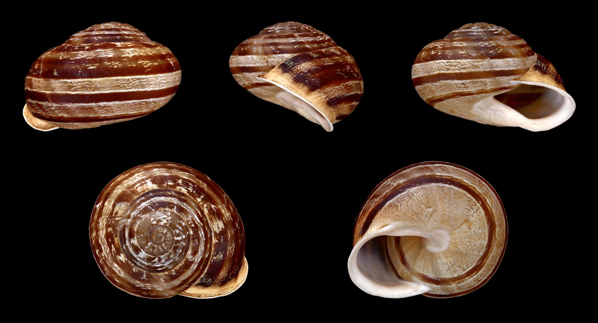 Eobania vermiculata